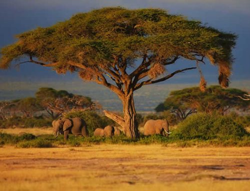7 Days Samburu/Aberdares/Masai Mara
