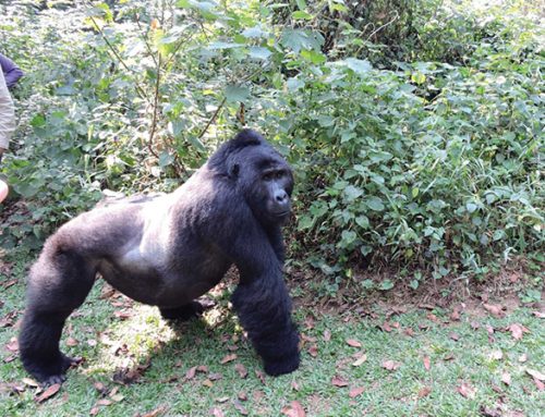 3 Days Uganda Gorilla Safari, Bwindi Trek Safaris
