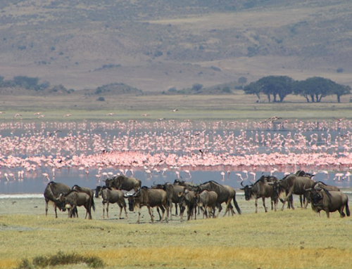 12 Days Great Migration Safari