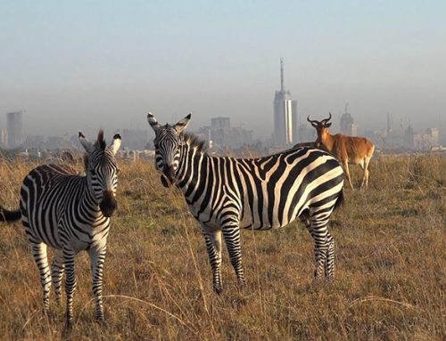 Nairobi National Park + Nairobi City Tour